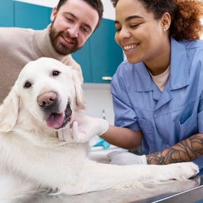 veterinario