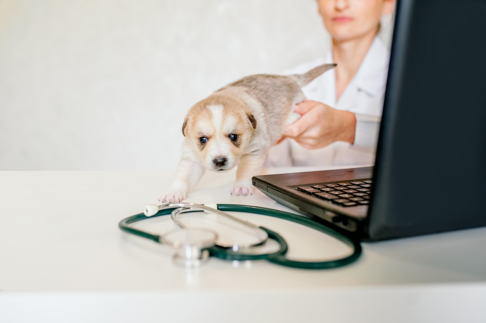 ¿Cómo Animal Data Source puede mejorar la eficiencia en la recopilación de datos de ventas?