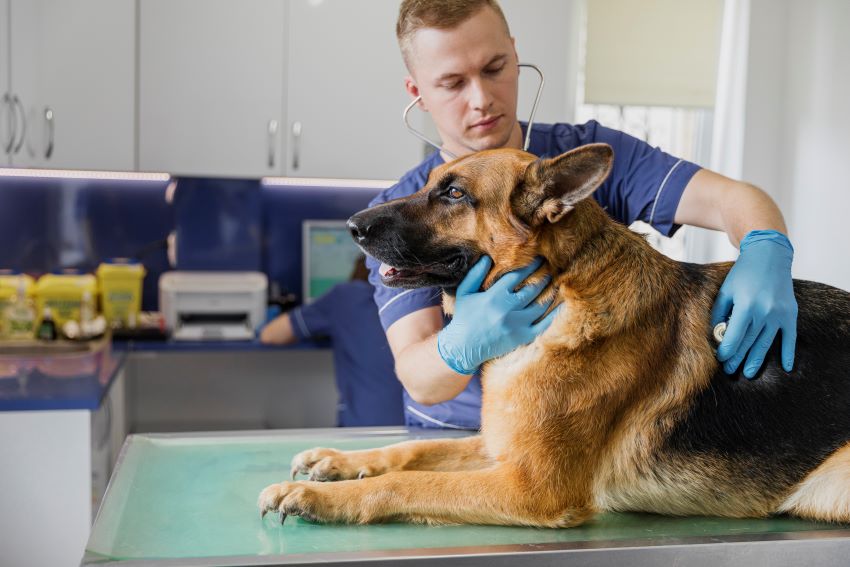 Estrategias de ventas en la industria veterinaria